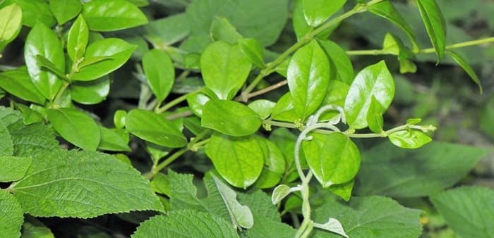 Phân tích thành phần của thanh đường Gamosa Học Viện Quân Y, thanh đường gamosa có tốt không ?