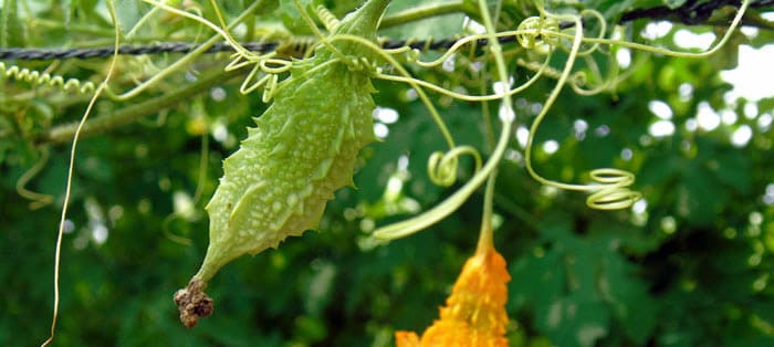 Phân tích thành phần của thanh đường Gamosa Học Viện Quân Y, thanh đường gamosa có tốt không ?