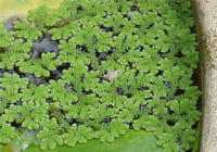 Nano Fucomin Học Viện Quân Y 