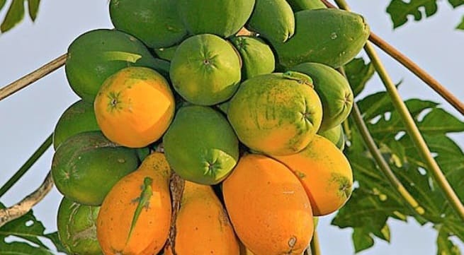 Lý do để bạn nên ăn đu đủ mỗi ngày - những công dụng tuyệt vời