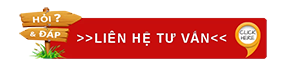 Phân Tích Công Dụng Dược Liệu Trong Viên Dạ Dày Plus: Góc Nhìn Đông Y và Khoa Học Hiện Đại