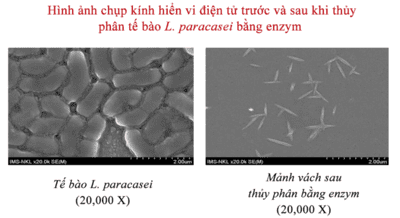 IMMUNEPATH - IP®- 3 lợi ích vượt trội của chất trợ sinh miễn dịch
