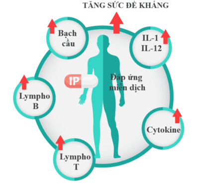 IMMUNEPATH - IP®- 3 lợi ích vượt trội của chất trợ sinh miễn dịch