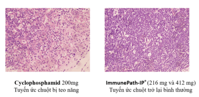 IMMUNEPATH - IP®- 3 lợi ích vượt trội của chất trợ sinh miễn dịch