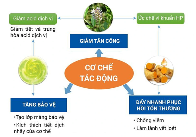 Phân Tích Công Dụng Dược Liệu Trong Viên Dạ Dày Plus: Góc Nhìn Đông Y và Khoa Học Hiện Đại