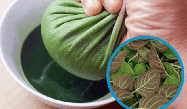 Gợi ý cây thuốc nam trị vi khuẩn HP không thể bỏ qua