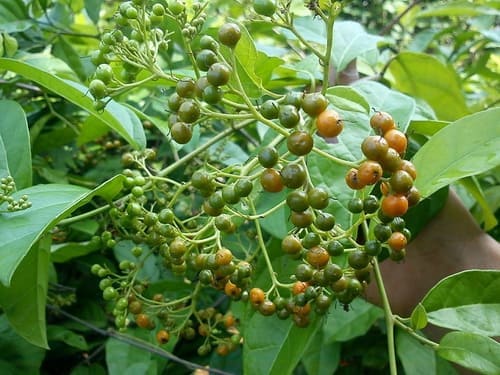 5 thảo dược hỗ trợ đẩy lùi ung thư không nên bỏ qua