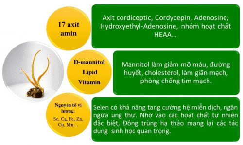 Bất ngờ trước tác dụng của Đông trùng hạ thảo trong việc hỗ trợ đẩy lùi bệnh ung thư?