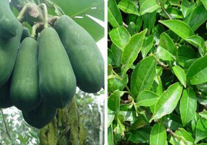 Cách chữa bệnh gout (gút) bằng thuốc nam