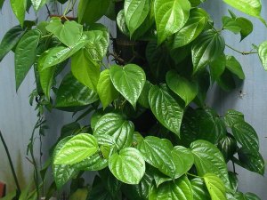 Cách chữa bệnh gout (gút) bằng thuốc nam