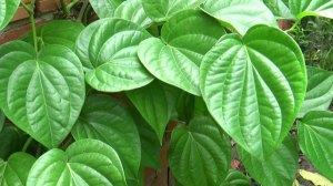 Cách chữa bệnh gout (gút) bằng thuốc nam