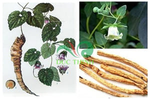 Bài thuốc trị chứng khô hạn cho chị em