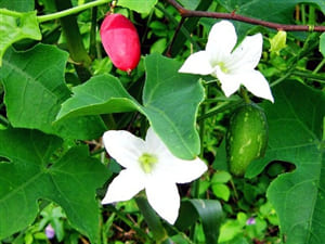 day-bat-giai-nhiet-giup-tri-tieu-duong