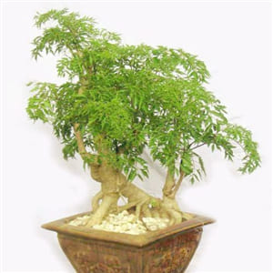 dinh-lang-sam-nam-duong-hoat-huyet-an-than-tieu-viem