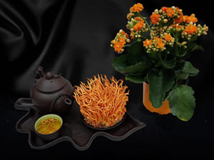 Đông trùng hạ thảo và tác dụng tăng cường hệ miễn dịch hiệu quả