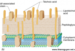 IMMUNEPATH - IP- 3 lợi ích vượt trội của chất trợ sinh miễn dịch