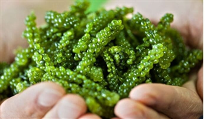 khac-phuc-viem-loet-da-day-lau-nam-nho-tao-xoan-ket-hop-o-tac-cot