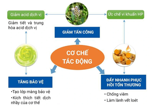 Phân Tích Công Dụng Dược Liệu Trong Viên Dạ Dày Plus: Góc Nhìn Đông Y và Khoa Học Hiện Đại