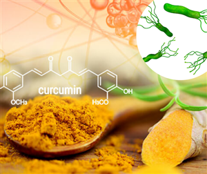 Tác dụng của nano curcumin tới việc hỗ trợ điều trị vi khuẩn HP